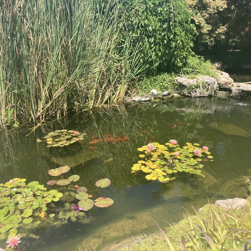 Seaside Gardens - Look at that big guy under the water! - Nurseries & Gardening Near Me - Carpinteria, California