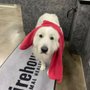 Photo of Firehouse Animal Health Center Leander