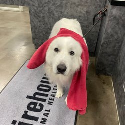 Firehouse Animal Health Center Leander - My dog Blanco before his dental cleaning at the Leander Firehouse location