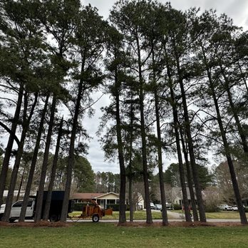 Audel Jimenez Tree Service - Tree Services Near Me Audel Jimenez Tree Service - Tree Services Near Me