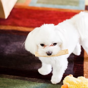 Petian - @sodathemaltese after a grooming - Pet Groomers Near Me - Fullerton, California Petian - @sodathemaltese after a grooming - Pet Groomers Near Me - Fullerton, California