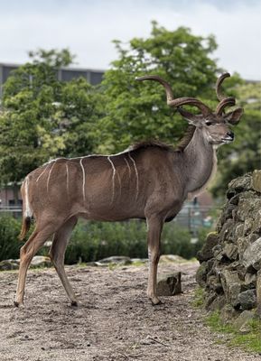 ARTIS by null