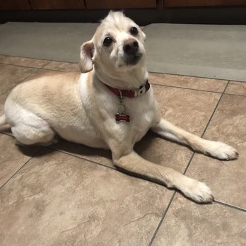 The Pet Salon by Janae - Pet Groomers Near Me - Merced, California The Pet Salon by Janae - Pet Groomers Near Me - Merced, California