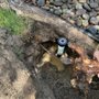 Photo of Silver Peak Irrigation