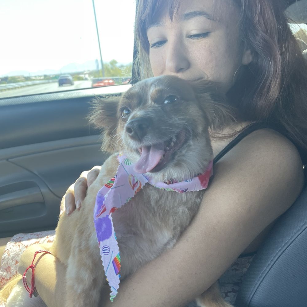Well Groomed Pets - Doge - Pet Groomers Near Me - Las Vegas, Nevada Well Groomed Pets - Doge - Pet Groomers Near Me - Las Vegas, Nevada