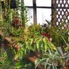 Planter Box gift card