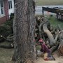 Photo of Jacob's Professional Tree & Shrub Care
