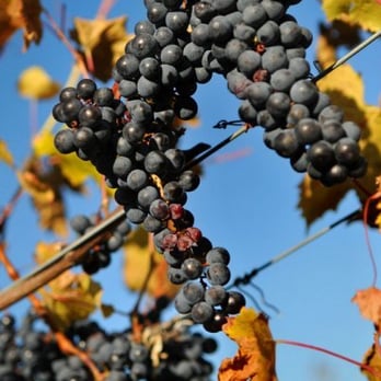 Shaw Vineyard - Wineries Near Me - Himrod, New York Shaw Vineyard - Wineries Near Me - Himrod, New York