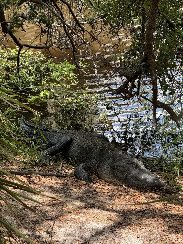 Myakka River State Park Image