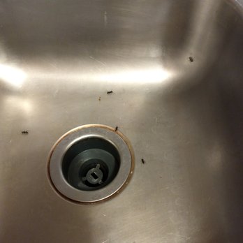 Point Sebago Resort - Ants in the kitchen sink - Campgrounds Near Me - Casco, Maine Point Sebago Resort - Ants in the kitchen sink - Campgrounds Near Me - Casco, Maine