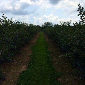 Blueberry Hill - Row after row after row... - Farmers Market Near Me - Red Lion, Pennsylvania Blueberry Hill - Row after row after row... - Farmers Market Near Me - Red Lion, Pennsylvania