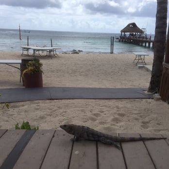 Secrets Resort - Lizard/iguana between Windows and Oceania restaurants - Rest Stops Near Me - San Miguel, ROO Secrets Resort - Lizard/iguana between Windows and Oceania restaurants - Rest Stops Near Me - San Miguel, ROO
