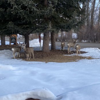 Teton Wild - Our visitors when Mark picked us up! - Tours Near Me - Jackson, Wyoming
