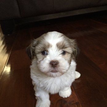 San Jose Puppies - Looking at the camera! - Pet Services Near Me San Jose Puppies - Looking at the camera! - Pet Services Near Me
