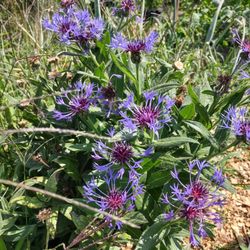 Rogerson Clematis Garden