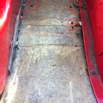 Kiddie Park - These were dead and dying bees on the floor of a helicopter ride. - Amusement Parks Near Me - San Antonio, Texas Kiddie Park - These were dead and dying bees on the floor of a helicopter ride. - Amusement Parks Near Me - San Antonio, Texas