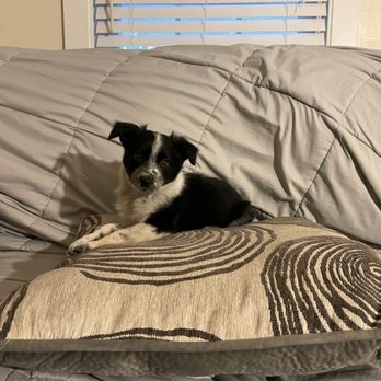 Belmont Small Animal Hospital: Trusted Care for Your Pets