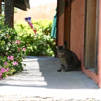Sanford Winery - The cat at Sanford. - Wineries Near Me - Lompoc, California Sanford Winery - The cat at Sanford. - Wineries Near Me - Lompoc, California