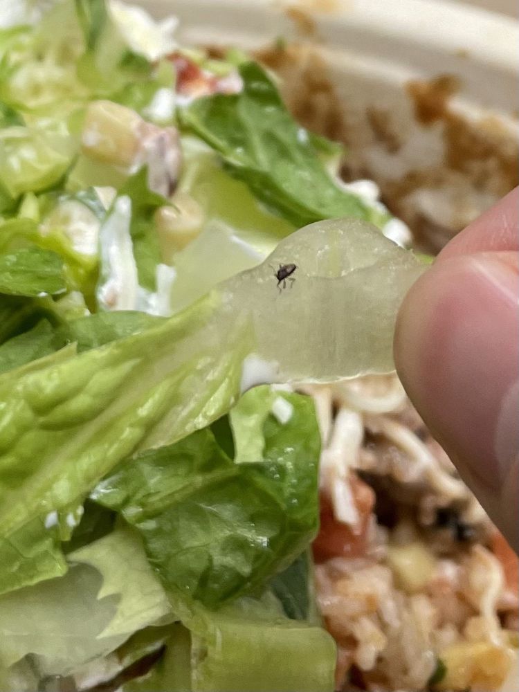 CHIPOTLE MEXICAN GRILL Updated August 2024 11 Reviews 2439 S