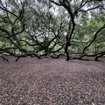 Angel Oak - Parks Near Me - Johns Island, South Carolina
