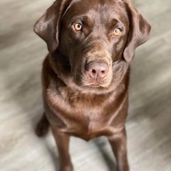 Sunset Hill Labrador Retrievers - He's getting big and even more cute! I love his shinny beautiful coat.