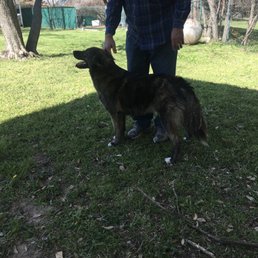 Meeting a dog in the yard at Fuzzy Friends