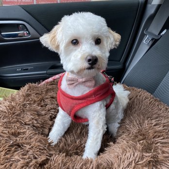 GROOM! Salon - Small dog haircut and bath - Pet Groomers Near Me - Silver Spring, Maryland