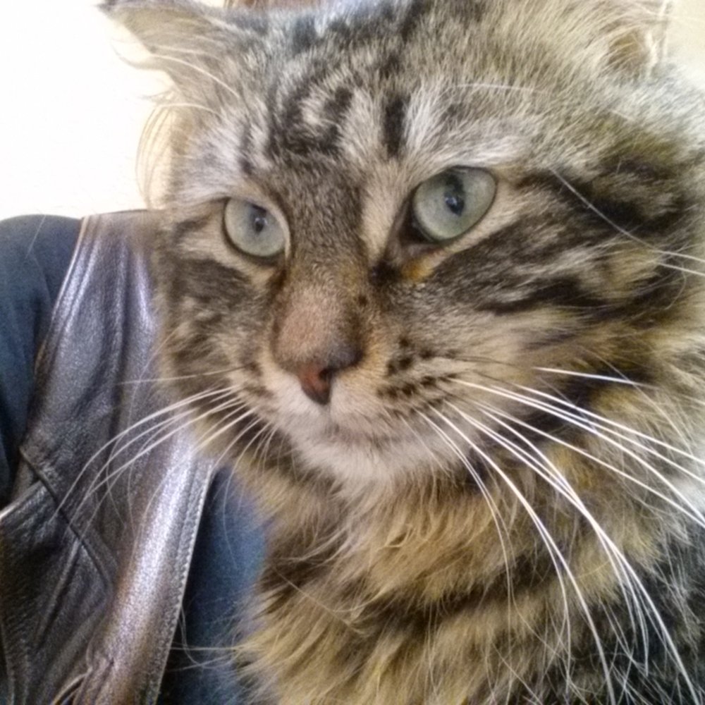 Cats Cradle - I can has adoption. - Pet Adoption Near Me - Fargo, North Dakota Cats Cradle - I can has adoption. - Pet Adoption Near Me - Fargo, North Dakota