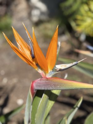 Paradise Point Resort & Spa by null