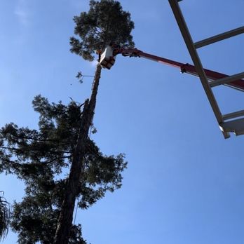 Top Tier Tree Care - Tree Services Near Me - Lodi, California Top Tier Tree Care - Tree Services Near Me - Lodi, California