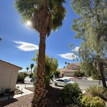 Sierra View Landscape - Before Palm and shoestring acacia. - Landscaping Near Me Sierra View Landscape - Before Palm and shoestring acacia. - Landscaping Near Me