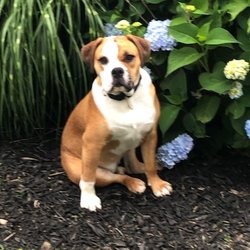 The Dog Fence Guy - Posing in the posies!