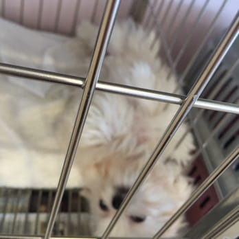 Dazzling Pup - Pet Groomers Near Me - San Gabriel, California Dazzling Pup - Pet Groomers Near Me - San Gabriel, California