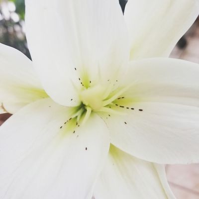 Rosemary & Pepper Flower Co by null