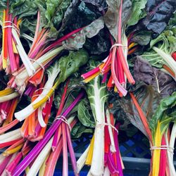 Heron Pond Farm - Riveting rainbow chard