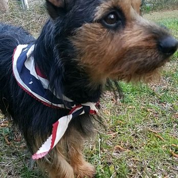 La Petite Pet Care - Such a gentleman! - Pet Groomers Near Me - Columbia, South Carolina