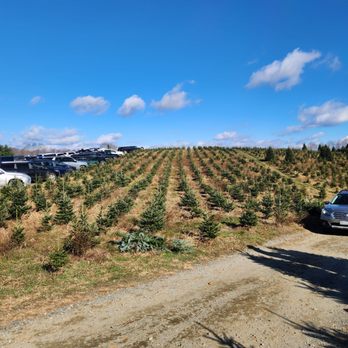 C and J Christmas Tree Farm - Christmas Trees Near Me - Boone, North Carolina C and J Christmas Tree Farm - Christmas Trees Near Me - Boone, North Carolina