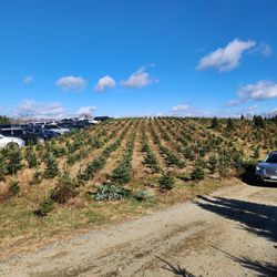 C and J Christmas Tree Farm