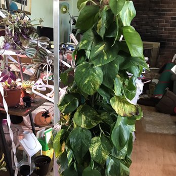 Lowe's Home Improvement - this plant was $5 in the clearance section, it was droopy and some of the leaves were yellow - Hardware Stores Near Me - Toms River, New Jersey