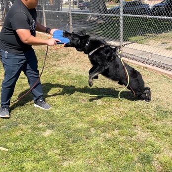 Sandlot K9 Services - Protection training! - Pet Training Near Me - Long Beach, California