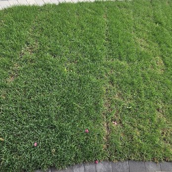 The Gardeners - After 2 weeks, the sod is not taking on the roll that was slightly discolored at installation. I was told the color was normal. - Landscaping Near Me The Gardeners - After 2 weeks, the sod is not taking on the roll that was slightly discolored at installation. I was told the color was normal. - Landscaping Near Me