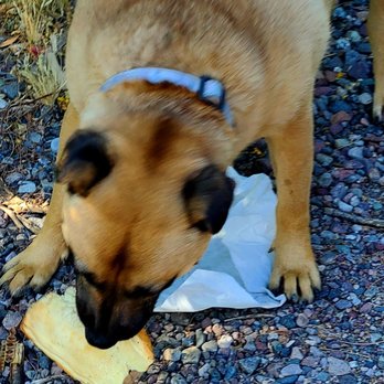 Dazzo's Dog House - AL the Dog loves Dazxo's dogs. He ate tje dog so fast only bun was left for photo. - Hot Dogs Near Me - Glendale, Arizona Dazzo's Dog House - AL the Dog loves Dazxo's dogs. He ate tje dog so fast only bun was left for photo. - Hot Dogs Near Me - Glendale, Arizona