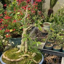 Parks Bonsai Farm Nursery