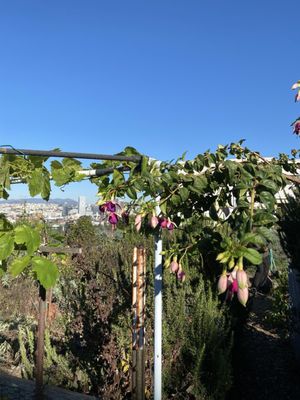 Potrero Hill Community Garden by null