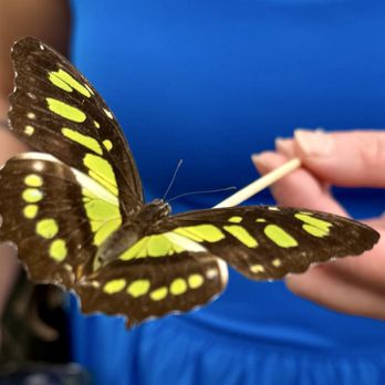 The Butterfly House - Zoos Near Me - Chicago, Illinois