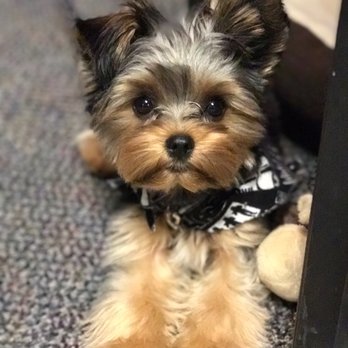 Pawsitive Foundation Dog Training - Chewie behaving at his command post at the office. - Pet Training Near Me - Newport Beach, California Pawsitive Foundation Dog Training - Chewie behaving at his command post at the office. - Pet Training Near Me - Newport Beach, California