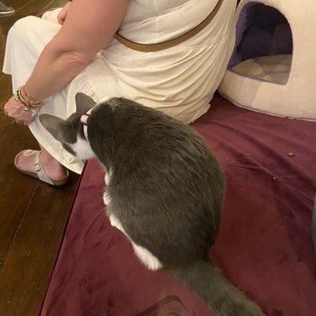 Brooklyn Cat Cafe - Cat waiting for treats - Pet Adoption Near Me - Brooklyn, New York Brooklyn Cat Cafe - Cat waiting for treats - Pet Adoption Near Me - Brooklyn, New York