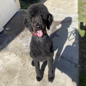Jesse's Pet Grooming - Versus what I got - Pet Groomers Near Me - Los Angeles, California