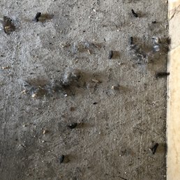 More rodent droppings