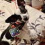 Photo of Get Sit Done Dog Walking & Training